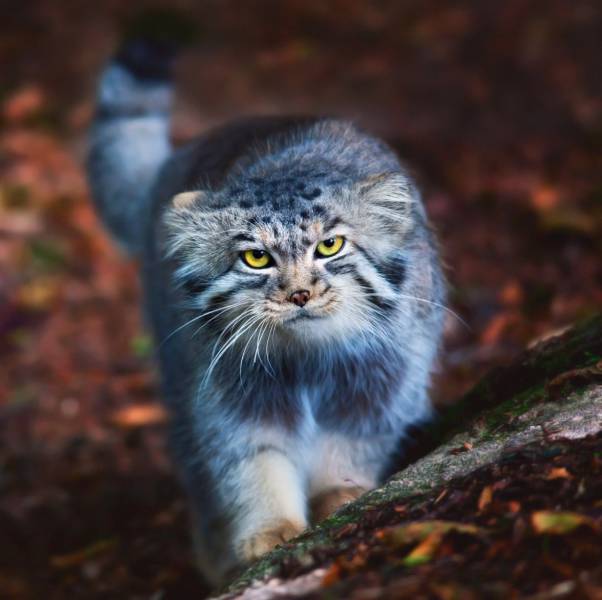 daily picdump 94 pics 38.html - 94 HD Photos | Premium Gallery 2017