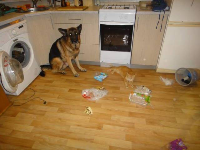 daily picdump 95 pics 38.html - 95 HD Photos | Premium Gallery 2017