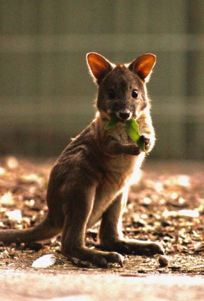 daily picdump 95 pics 38.html - 95 HD Photos | Premium Gallery 2017