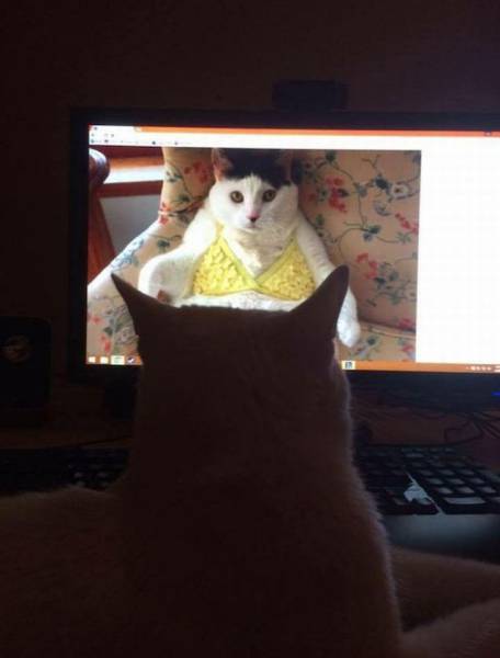 daily picdump 103 pics 18.html - 103 HD Photos | Premium Gallery 2017