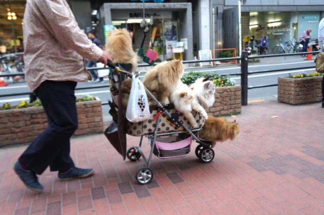 Daily Picdump [WEEKEND EDITION]