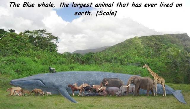 daily picdump 97 pics 36.html - 97 HD Photos | Premium Gallery 2017