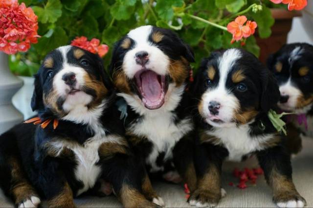 daily picdump 97 pics 36.html - 97 HD Photos | Premium Gallery 2017