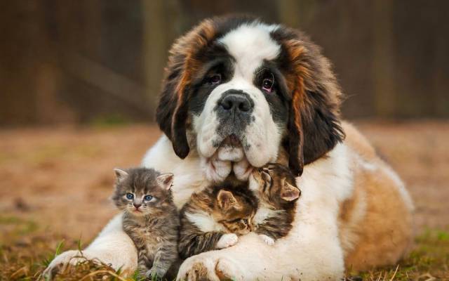 daily picdump 97 pics 36.html - 97 HD Photos | Premium Gallery 2017