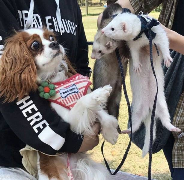 daily picdump 97 pics 36.html - 97 HD Photos | Premium Gallery 2017