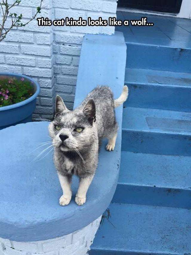 daily picdump 97 pics 36.html - 97 HD Photos | Premium Gallery 2017