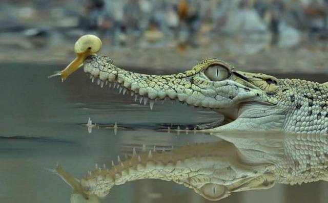 daily picdump 91 pics 19.html - 91 HD Photos | Premium Gallery 2017