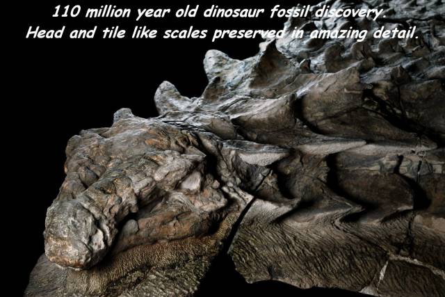 daily picdump weekend edition 65 pics 32.html - 65 HD Photos | Premium Gallery 2017