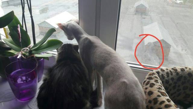 daily picdump 98 pics 4.html - 98 HD Photos | Premium Gallery 2017