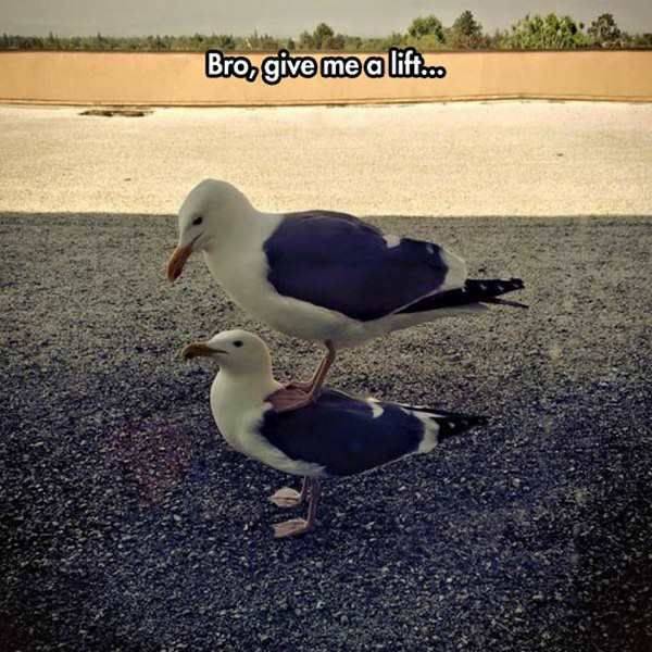 daily picdump 98 pics 4.html - 98 HD Photos | Premium Gallery 2017