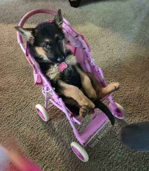 daily picdump 98 pics 4.html - 98 HD Photos | Premium Gallery 2017