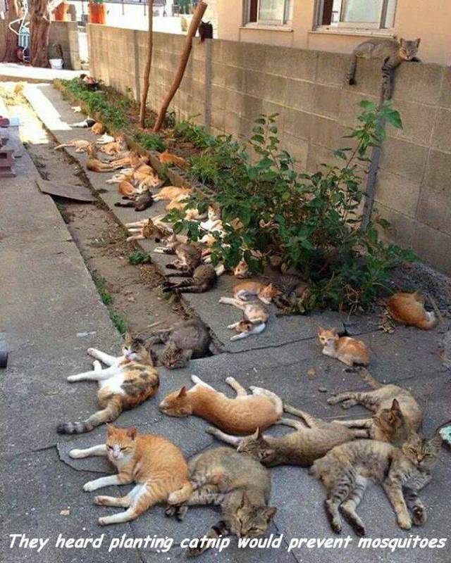 daily picdump 98 pics 4.html - 98 HD Photos | Premium Gallery 2017