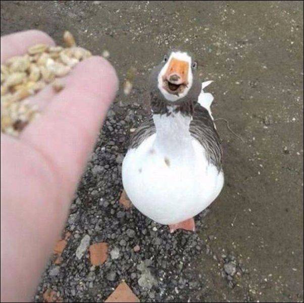 daily picdump 97 pics 38.html - 97 HD Photos | Premium Gallery 2017