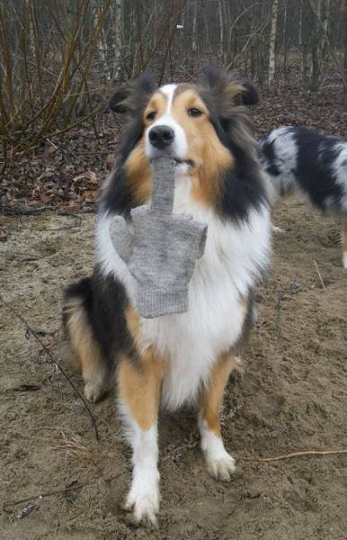 Daily Picdump [WEEKEND EDITION]