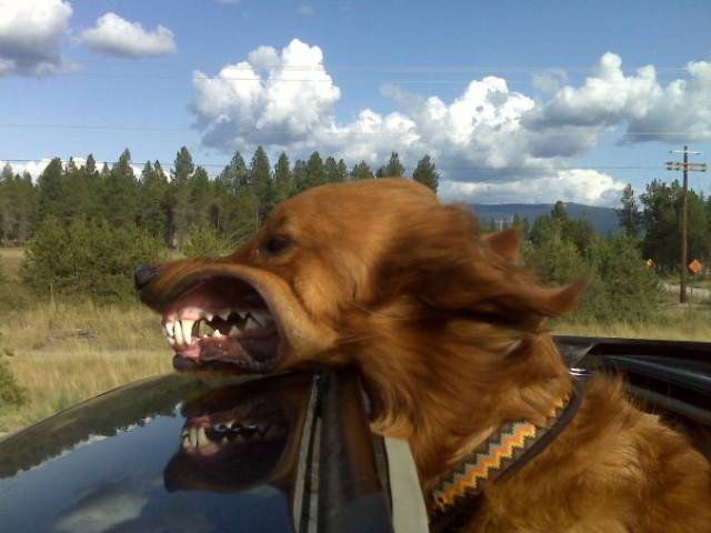 daily picdump weekend edition 59 pics 2.html - 59 HD Photos | Premium Gallery 2017