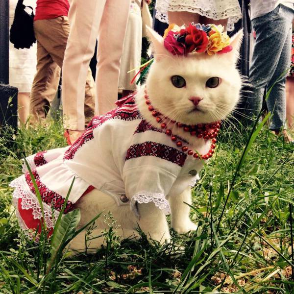 daily picdump weekend edition 59 pics 2.html - 59 HD Photos | Premium Gallery 2017