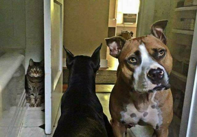 daily picdump 94 pics 16.html - 94 HD Photos | Premium Gallery 2017