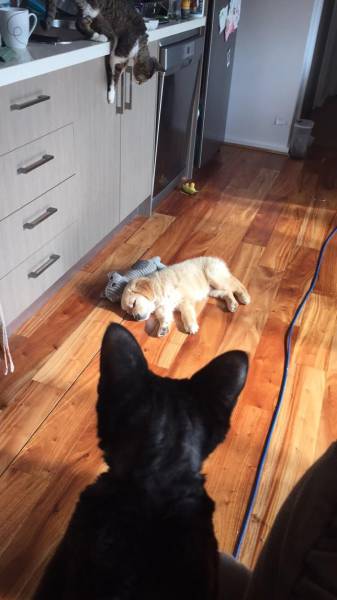 daily picdump 95 pics 5.html - 95 HD Photos | Premium Gallery 2017