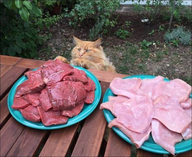 daily picdump 97 pics 38.html - 97 HD Photos | Premium Gallery 2017