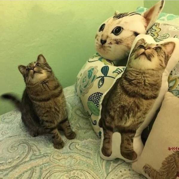 daily picdump 104 pics 41.html - 104 HD Photos | Premium Gallery 2017