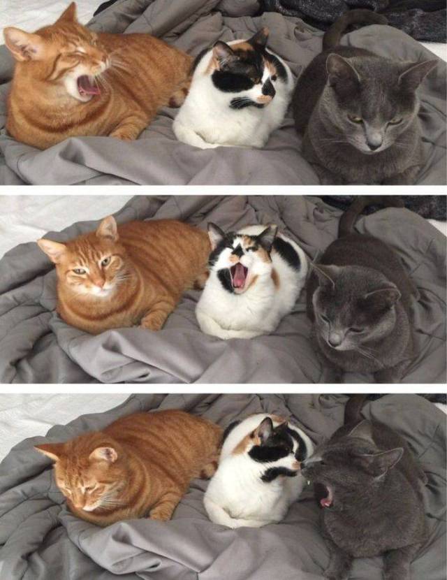 daily picdump 96 pics 2.html - 96 HD Photos | Premium Gallery 2017