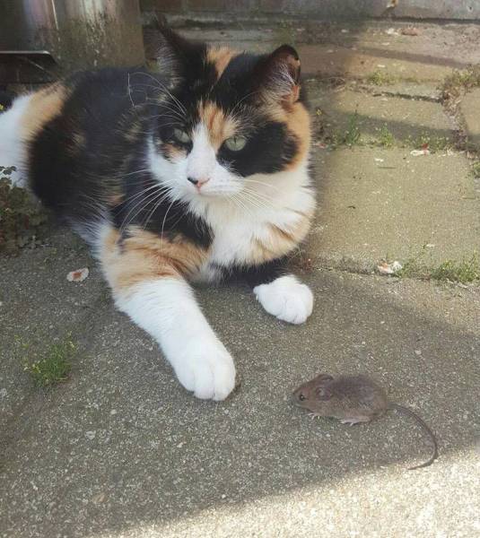 daily picdump weekend edition 74 pics 5.html - 74 HD Photos | Premium Gallery 2017