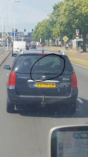 daily picdump 86 pics 34.html - 86 HD Photos | Premium Gallery 2017