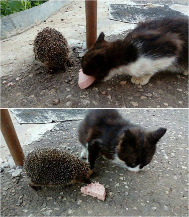 daily picdump 89 pics 19.html - 89 HD Photos | Premium Gallery 2017