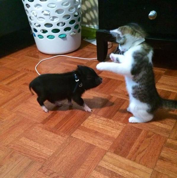 daily picdump 94 pics 5.html - 94 HD Photos | Premium Gallery 2017