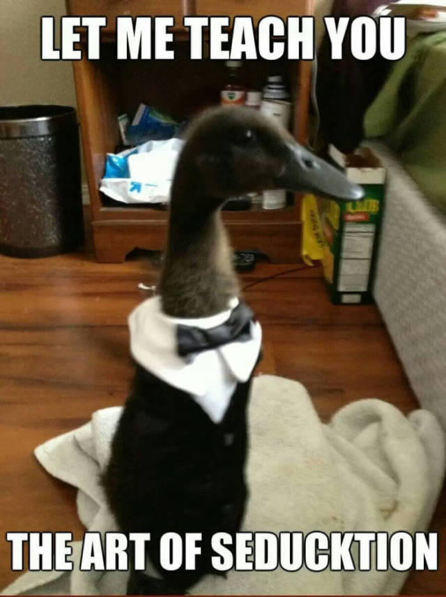 funny picdump 52 pics 3.html - 52 HD Photos | Premium Gallery 2017