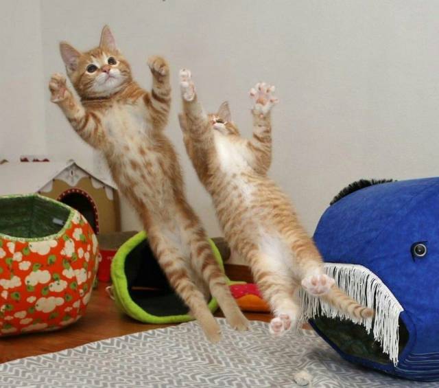 daily picdump 93 pics 39.html - 93 HD Photos | Premium Gallery 2017