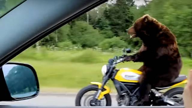 daily picdump 95 pics 15.html - 95 HD Photos | Premium Gallery 2017