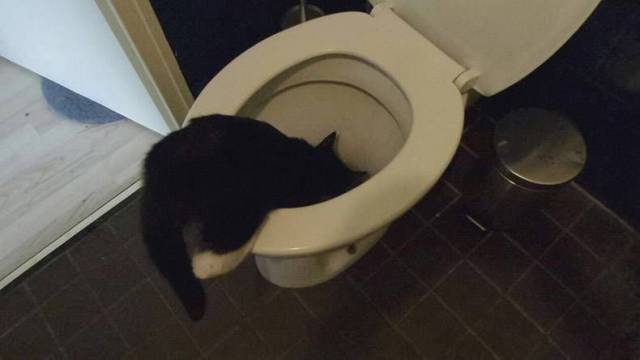 daily picdump 96 pics 9.html - 96 HD Photos | Premium Gallery 2017