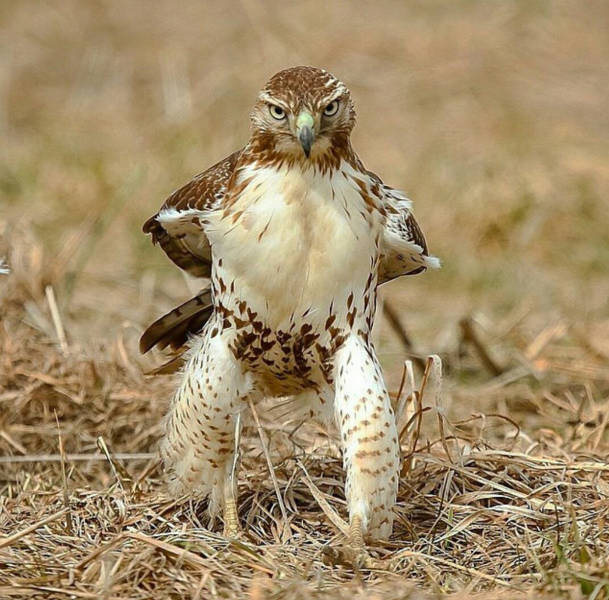 daily picdump weekend edition 54 pics 4.html - 54 HD Photos | Premium Gallery 2017