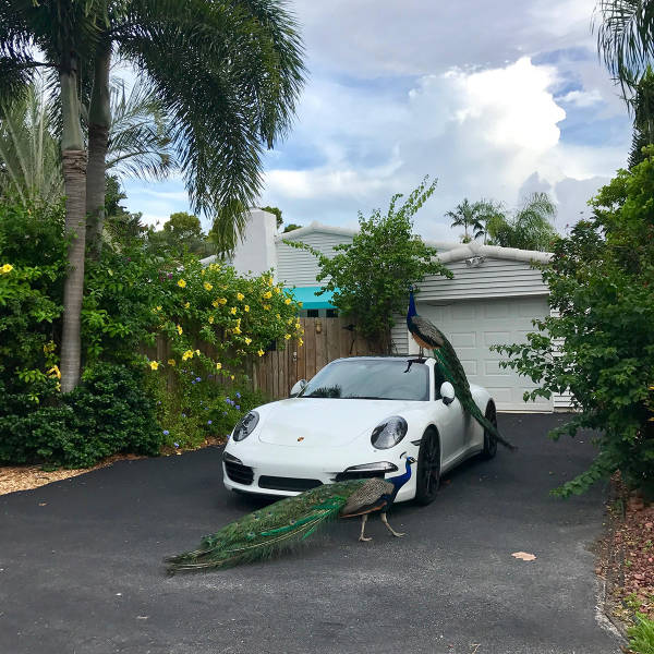 daily picdump weekend edition 54 pics 4.html - 54 HD Photos | Premium Gallery 2017