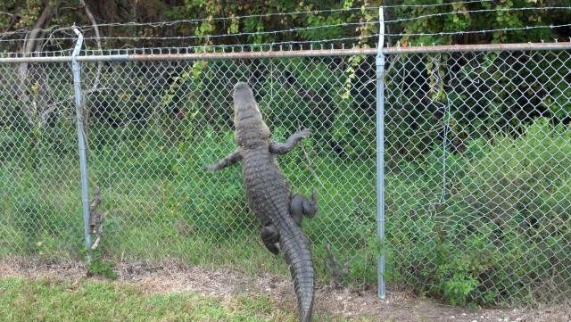 daily picdump 93 pics 41.html - 93 HD Photos | Premium Gallery 2017