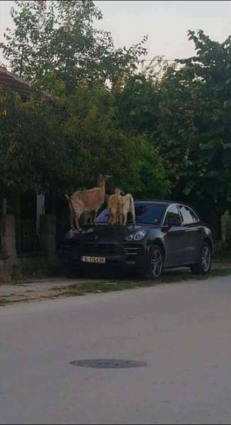 daily picdump 93 pics 41.html - 93 HD Photos | Premium Gallery 2017