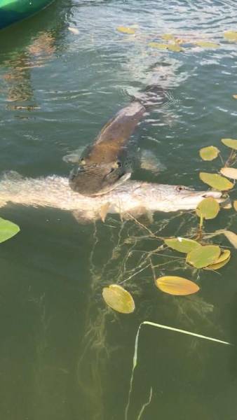 daily picdump 97 pics 44.html - 97 HD Photos | Premium Gallery 2017