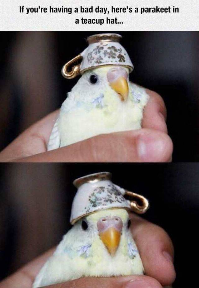 daily picdump 97 pics 44.html - 97 HD Photos | Premium Gallery 2017