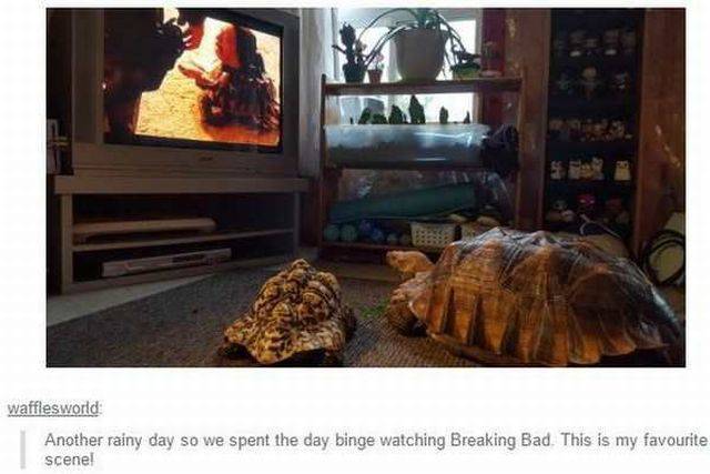 daily picdump 95 pics 39.html - 95 HD Photos | Premium Gallery 2017