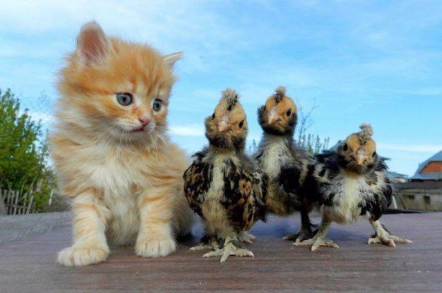 daily picdump 96 pics 31.html - 96 HD Photos | Premium Gallery 2017