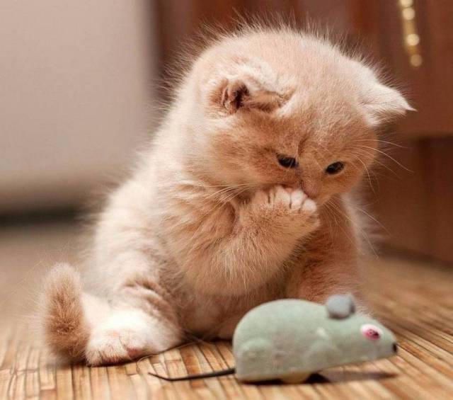 daily picdump 95 pics 33.html - 95 HD Photos | Premium Gallery 2017