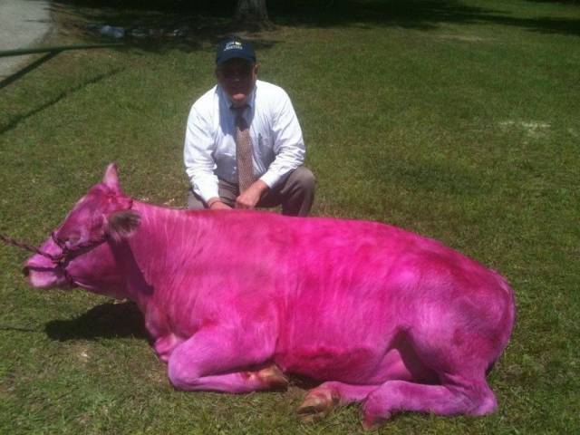 daily picdump 95 pics 33.html - 95 HD Photos | Premium Gallery 2017