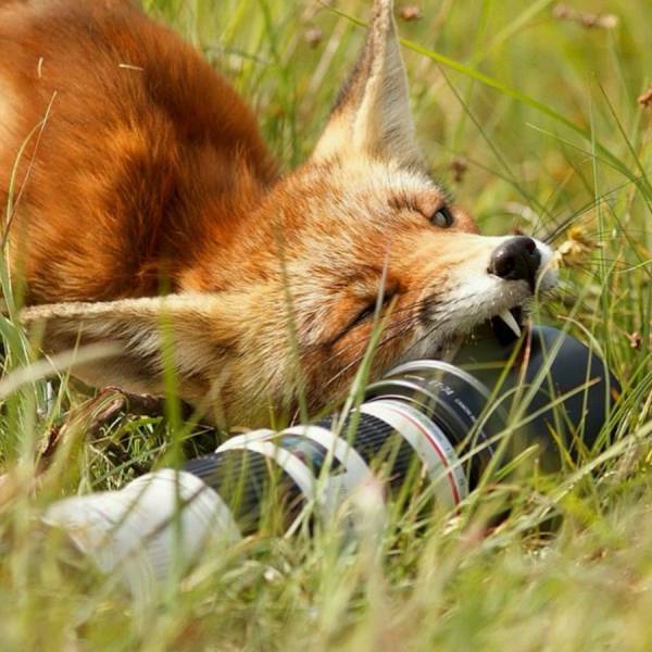 daily picdump 95 pics 33.html - 95 HD Photos | Premium Gallery 2017