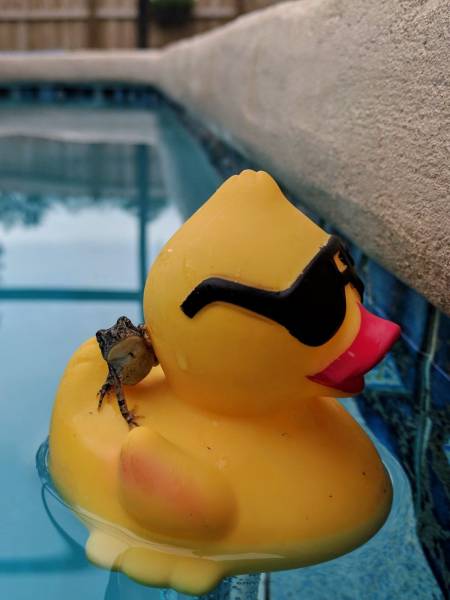 daily picdump weekend edition 71 pics 19.html - 71 HD Photos | Premium Gallery 2017