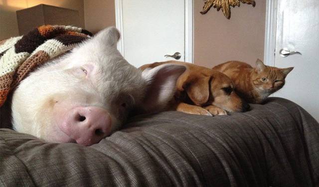 daily picdump 95 pics 25.html - 95 HD Photos | Premium Gallery 2017