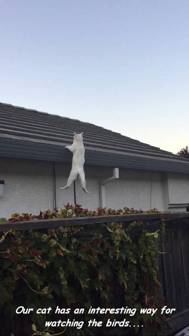 daily picdump 95 pics 9.html - 95 HD Photos | Premium Gallery 2017