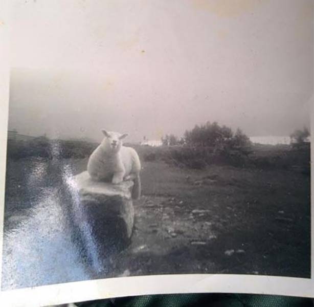 Some Inherited Things Are Just Better Than Others