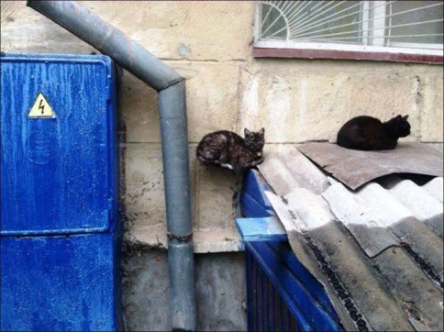 This Post Is Filled With Some Sweet Absolute Nonsense