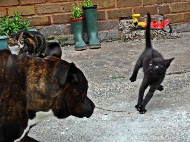 daily picdump 94 pics 33.html - 94 HD Photos | Premium Gallery 2017